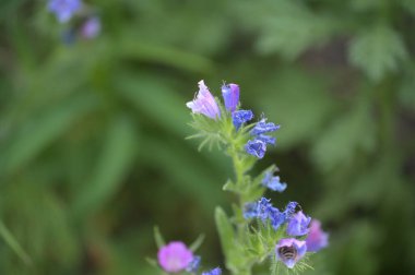 Güzel pembe çiçeklere yakın, yaz konsepti.