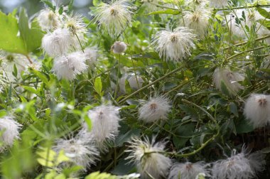Bahçede büyüyen güzel beyaz çiçekler