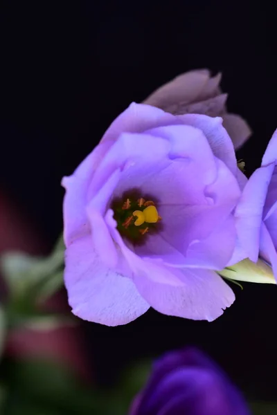 Gros Plan Belles Fleurs Violettes Concept Été — Photo