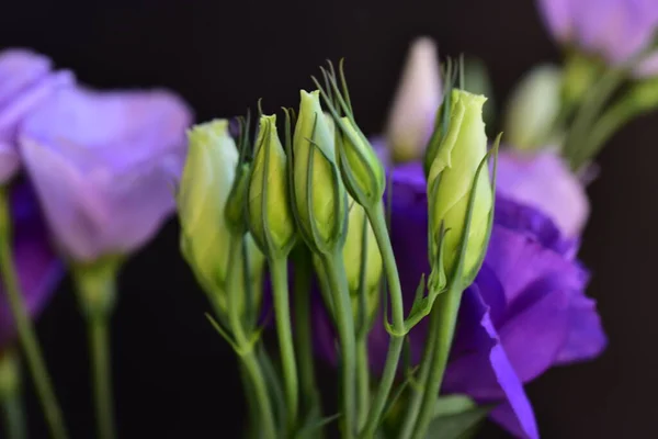 Close Belas Flores Roxas Conceito Verão — Fotografia de Stock