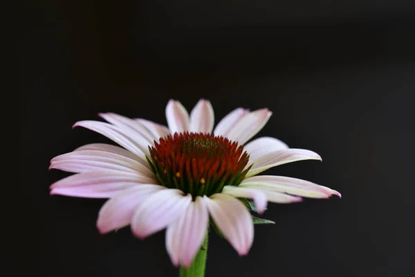 美しい明るい花の終わり — ストック写真
