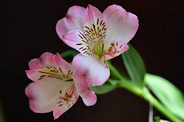 美しいユリの花花のコンセプトイメージ — ストック写真