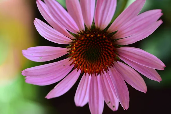 Nahaufnahme Von Schönen Rosa Blüten Sommerkonzept — Stockfoto