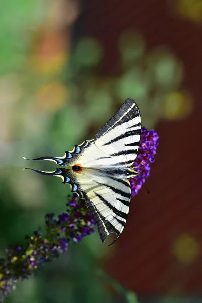 Close View Beautiful Butterfly Sitting Blooming Flowers — Stock Fotó
