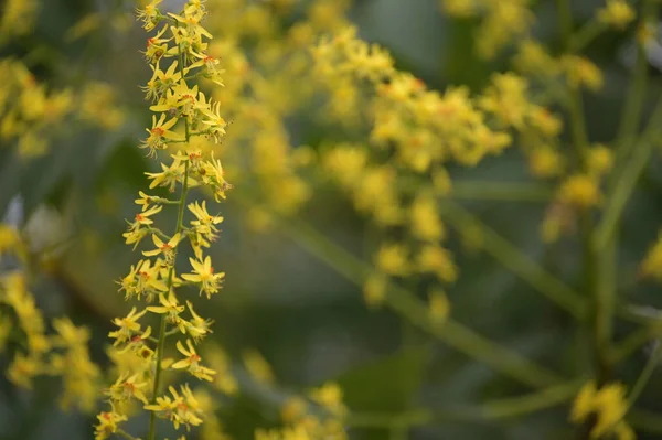 Close Beautiful Yellow Flowers Summer Concept — ストック写真