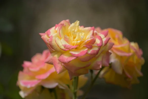 Hermosas Rosas Tiernas Que Crecen Jardín —  Fotos de Stock