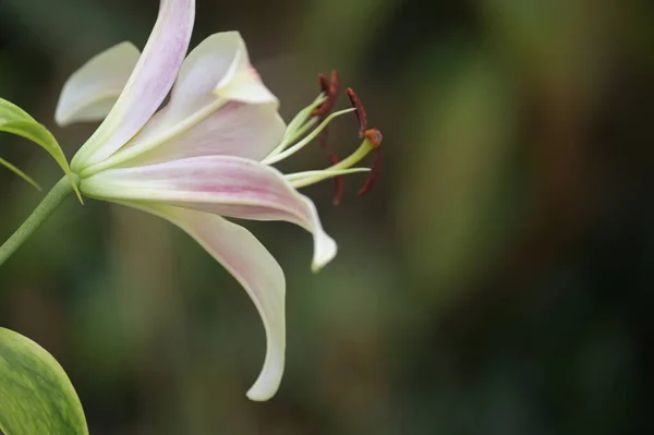 Beautiful Lily Flowers Floral Concept Image — Stock Photo, Image