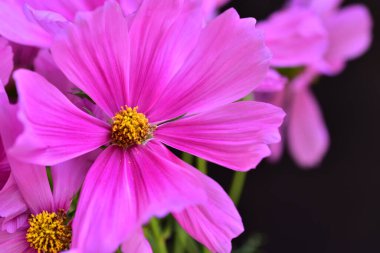 Güzel pembe çiçeklere yakın, yaz konsepti.