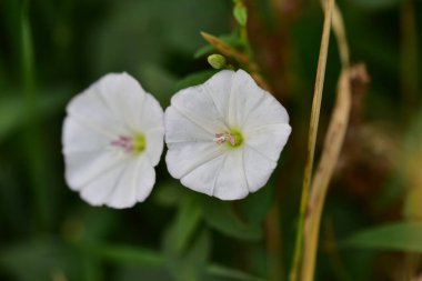 Bahçede büyüyen güzel beyaz çiçekler