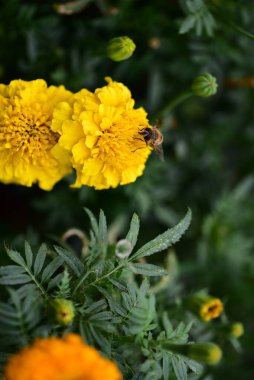 Güzel sarı çiçeklere yakın, yaz konsepti.