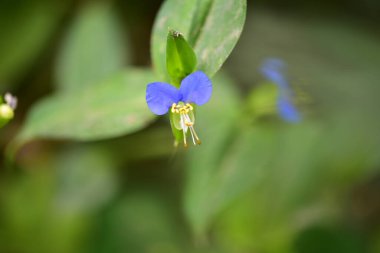 Güzel mor çiçeklere yakın, yaz konsepti.