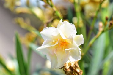 Bahçede büyüyen güzel beyaz çiçekler