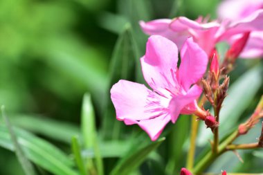 Güzel pembe çiçeklere yakın, yaz konsepti.