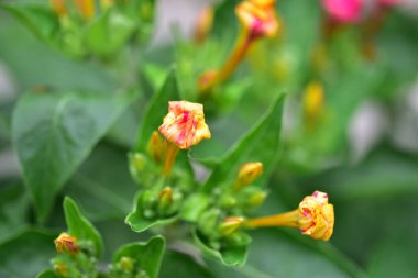 Güneşli sarı çiçeklerin manzarası, yaz konsepti