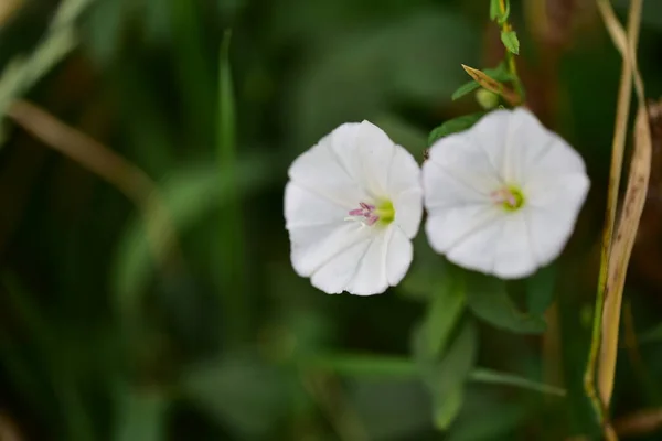 Vackra Vita Blommor Som Växer Trädgården — Stockfoto