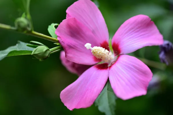 Zblízka Krásné Růžové Květy Letní Koncept — Stock fotografie