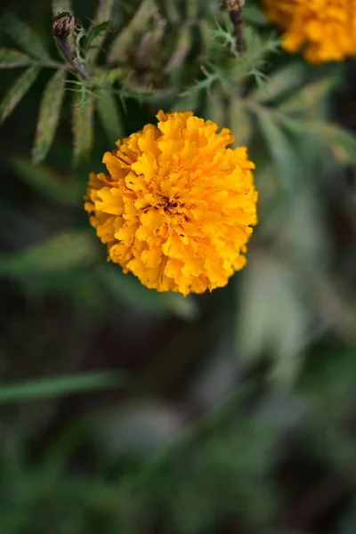 Close View Sunny Yellow Flowers Summer Concept — Stok fotoğraf