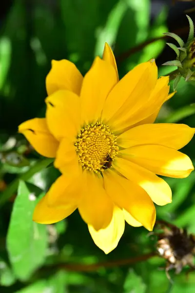 Primer Plano Hermosas Flores Amarillas Concepto Verano — Foto de Stock