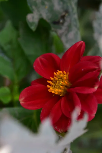 Red Flowers Growing Summer Garden — ストック写真