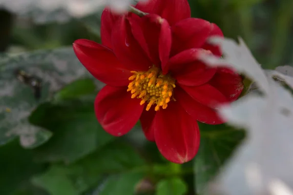 Красные Цветы Растущие Летнем Саду — стоковое фото
