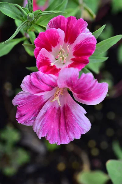 Close Beautiful Pink Flowers Summer Concept — Stock Photo, Image