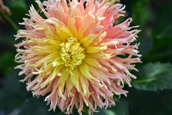 Beautiful Pink Yellow Colored Flower Growing Garden — Fotografia de Stock