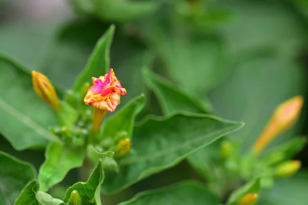 Gros Plan Belles Fleurs Roses Concept Été — Photo