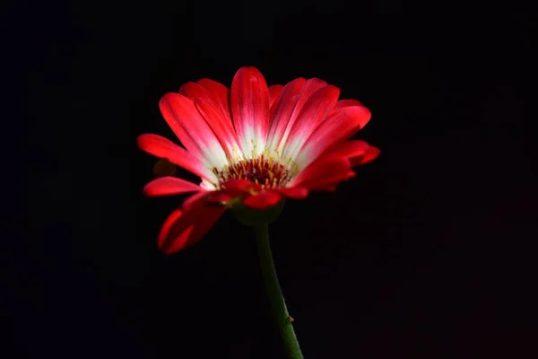 Close Red Flower Dark Background — Stockfoto
