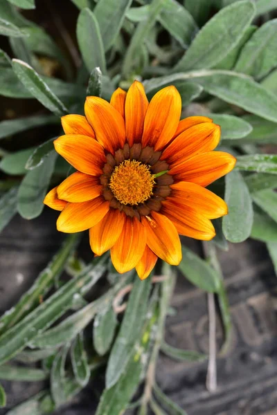 Close Orange Flower Garden — стоковое фото