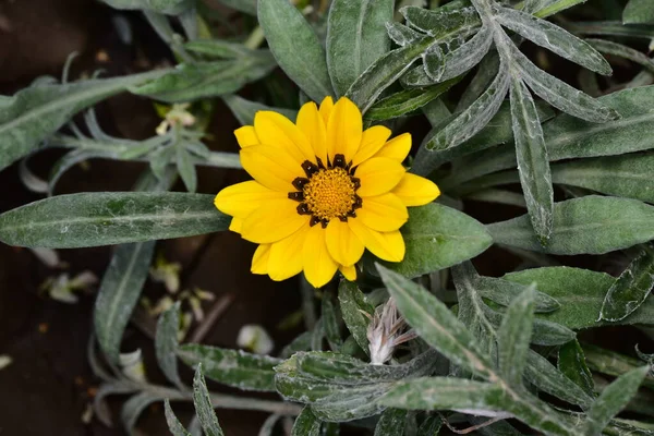 Close Beautiful Yellow Flowers Summer Concept — Foto de Stock