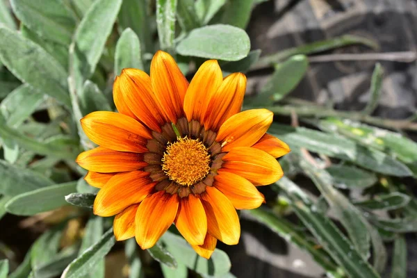 Close Orange Flower Garden — стоковое фото