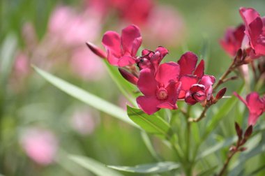 Güzel pembe çiçeklere yakın, yaz konsepti.