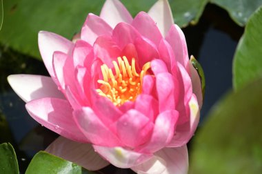 Gölette güzel pembe nilüfer çiçeği, yakın görüş.