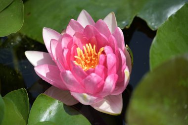 Gölette güzel pembe nilüfer çiçeği, yakın görüş.