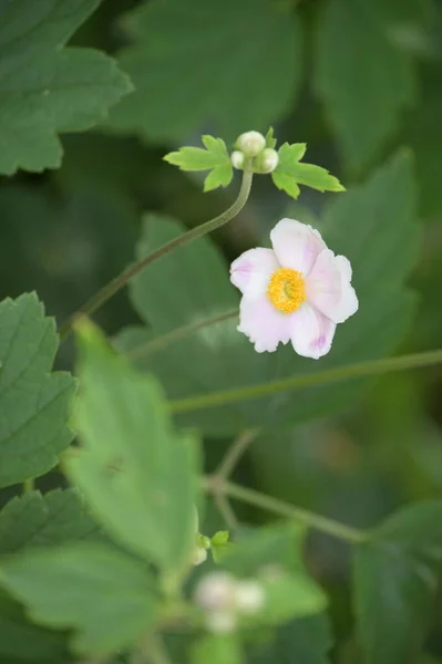 Hermosas Flores Blancas Que Crecen Jardín — Foto de Stock