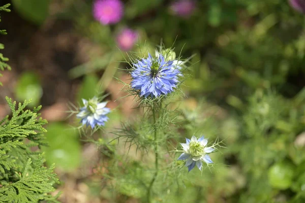Small Blue Flowers Growing Sunny Summer Day — Foto de Stock
