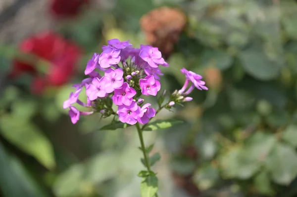 Close Beautiful Purple Flowers Summer Concept — Foto Stock