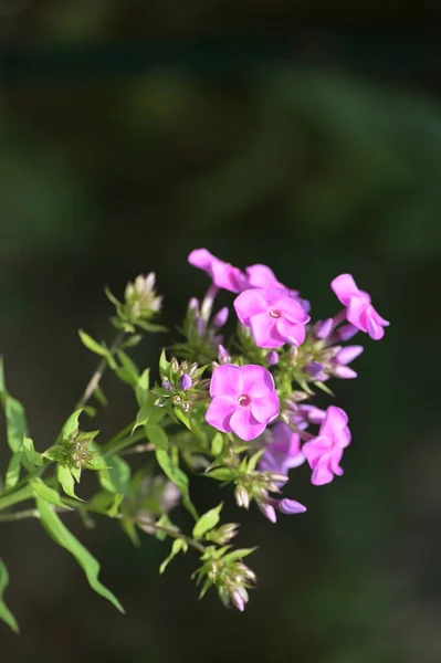 Primer Plano Hermosas Flores Púrpuras Concepto Verano — Foto de Stock