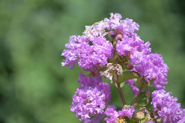 Primer Plano Hermosas Flores Púrpuras Concepto Verano —  Fotos de Stock