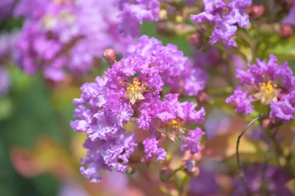Primer Plano Hermosas Flores Púrpuras Concepto Verano — Foto de Stock
