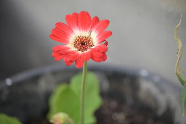 Red Flowers Growing Summer Garden — ストック写真