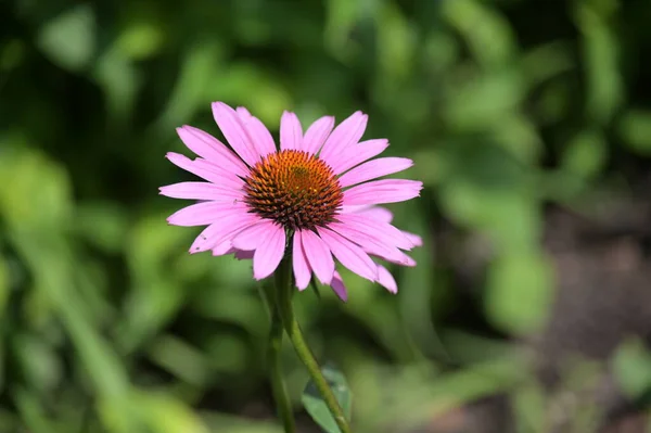 Primo Piano Bei Fiori Rosa Concetto Estivo — Foto Stock