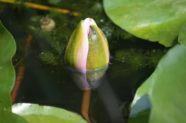 Krásný Růžový Lotosový Květ Rybníku Zblízka Pohled — Stock fotografie