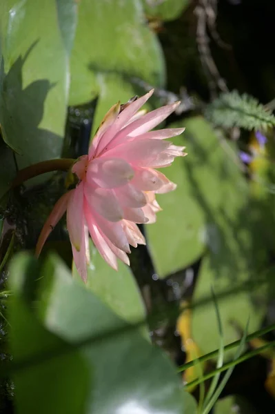 Красива Рожева Квітка Лотоса Ставку Вид Крупним Планом — стокове фото