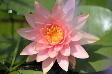 Gölette güzel pembe nilüfer çiçeği, yakın görüş.