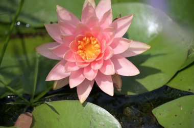 Gölette güzel pembe nilüfer çiçeği, yakın görüş.