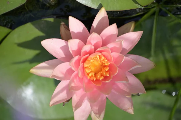 Hermosa Flor Loto Rosa Estanque Vista Cerca — Foto de Stock