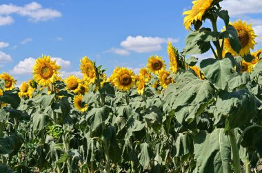 Yaz tarlasında açan parlak ayçiçekleri.