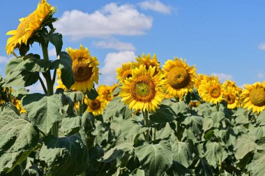 Yaz tarlasında açan parlak ayçiçekleri.