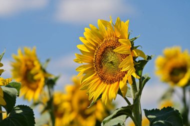 Yaz tarlasında açan parlak ayçiçekleri.